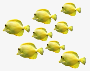 Cropped Fish 2817329 1280 1 - Fish Underwater Png, Transparent Png, Free Download