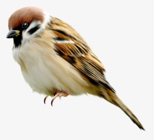 20141 - Sparrow Bird Png, Transparent Png, Free Download
