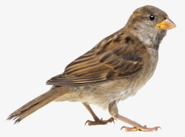 Png Sparrow Transparent Background - Sparrow Png, Png Download, Free Download