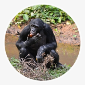 Ngo & Humanitarian Aid Case Study - Lola Ya Bonobo, HD Png Download, Free Download