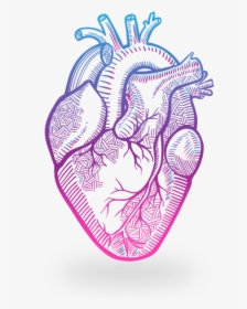 Clip Art Anatomy Transprent Png Free - Heart Drawing Anatomy, Transparent Png, Free Download