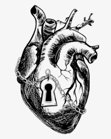 Clip Art Anatomy Heart Drawing Graphics - Transparent Background Anatomical Heart Vector, HD Png Download, Free Download
