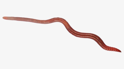 Earthworm Worm Png - Earthworm Png, Transparent Png, Free Download