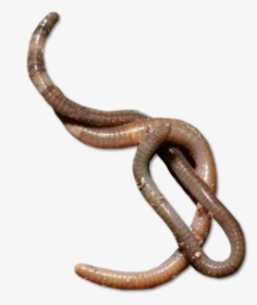 Earthworm Worm Png - Worms Png Transparent, Png Download, Free Download