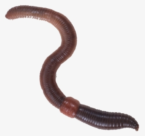 Worm Png 7 » Png Image, Transparent Png, Free Download