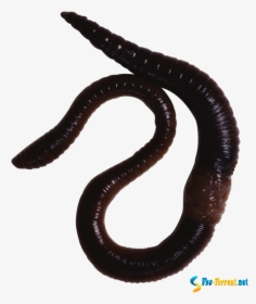 Earthworm Annelid Animal - Animals With Slimy Skin, HD Png Download, Free Download