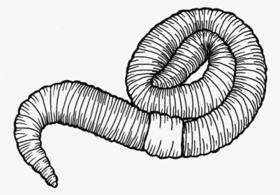 Earthworm Drawing At Getdrawings - Drawing Of An Earthworm, HD Png Download, Free Download