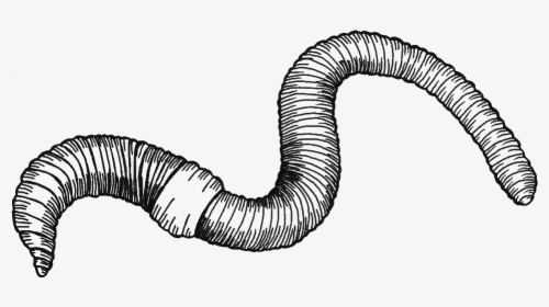 Collection Of Free Worm Drawing Download On Ui Ex - Earthworm Black And White, HD Png Download, Free Download