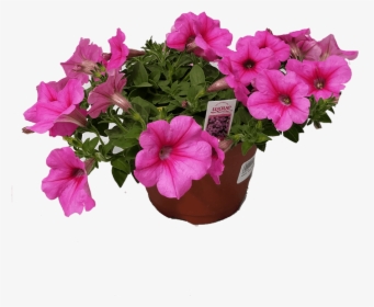 Petunia, HD Png Download, Free Download