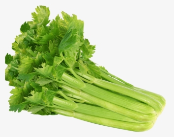 Celery Png Image - Chicory, Transparent Png, Free Download