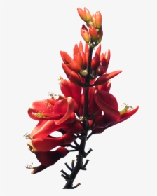 Red, Flower, Australian, Native, Grevillea, Floral - Native Australian Flowers Png, Transparent Png, Free Download