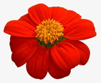 Natural, Tansy, Red Flowers - Natural Flowers Images Png, Transparent Png, Free Download