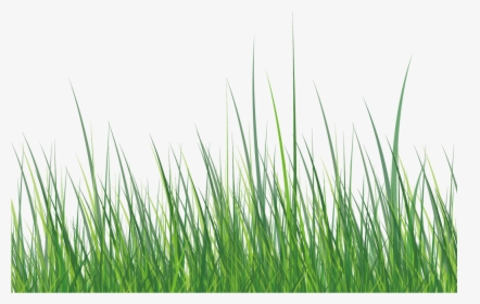 This Graphics Is Green Grass About Grass,roadside,ai,vector - Grass Vector, HD Png Download, Free Download