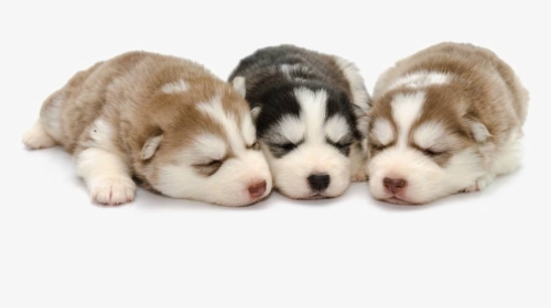 Puppies Transparent - Siberian Husky Puppy Png, Png Download, Free Download