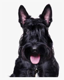 Scottish Terrier Png - Scottish Schnauzer, Transparent Png, Free Download
