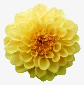 Dahlia, Dahlia Flower, Yellow, Garden, Summer, Flowers - Dahlia Yellow Flower Png, Transparent Png, Free Download