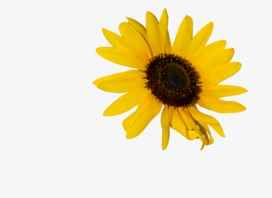 Transparent Doodle Flower Clipart - Sunflower Png, Png Download, Free Download