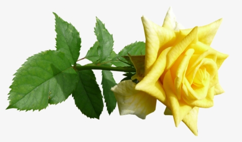 Rose, Flower, Stem, Yellow - Yellow Rose Flower Png, Transparent Png, Free Download