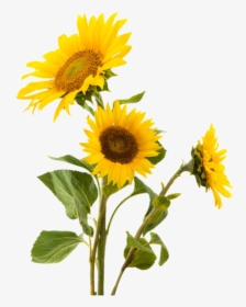 Flower, Png, And Sunflower Image - Sunflower Png, Transparent Png, Free Download