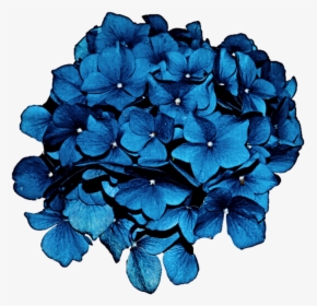 Cliparts For Free Download Hydrangea Clipart Hydrangea, HD Png Download, Free Download