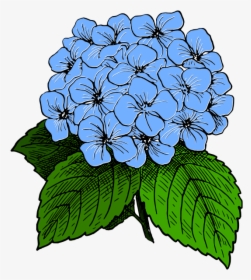 Collection Of Free Hydrangea Drawing Minimalist Download - Hydrangea Clipart Black And White, HD Png Download, Free Download