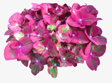 Grower Of The Week Vollering Hydrangea - Moth Orchid, HD Png Download, Free Download