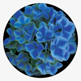 Blue Hydrangea, HD Png Download, Free Download
