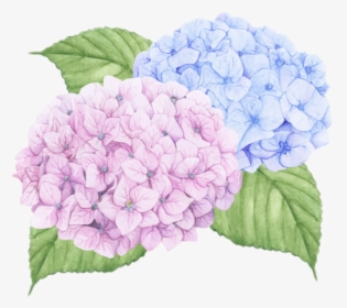 #hydrangea #flower #pink #blue #petals #flowerpink - Hydrangea Wall Decals, HD Png Download, Free Download