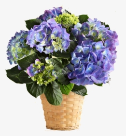 Hydrangeas In India, HD Png Download, Free Download