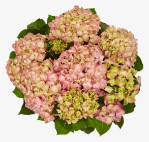 Hydrangea Png, Transparent Png, Free Download