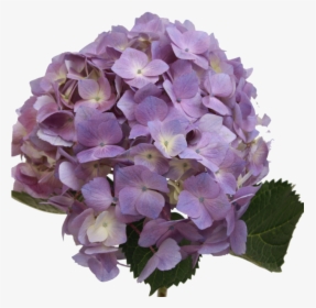 Hydrangea Light Lavender - Lavender Hydrangeas Png, Transparent Png, Free Download