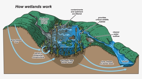 Do Wetlands Work, HD Png Download, Free Download