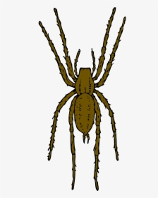 Brown Spider Clipart By Johnny Automatic - Realistic Spider Clip Art, HD Png Download, Free Download