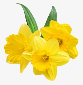 Daffodil Png Free Background - Transparent Background Daffodil Png, Png Download, Free Download