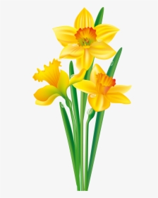 Flower Daffodil Bulb Clip Art - Clip Art Daffodil, HD Png Download, Free Download