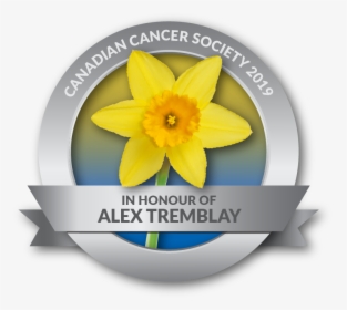 Daffodils For Cancer, HD Png Download, Free Download