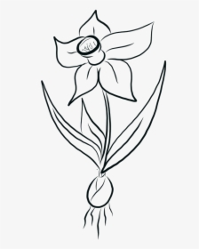 Daffodil, Daffodils, Flowers, Yellow, Spring, Easter - White Black Daffodil Png, Transparent Png, Free Download