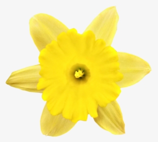 #springflower #daffodil #spring #flower #yellow #blossom - Narcissus, HD Png Download, Free Download