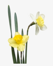 Narcissus, HD Png Download, Free Download