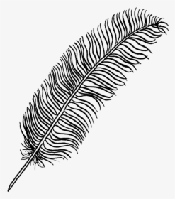Natural-material - Drawing Feather No Background, HD Png Download, Free Download