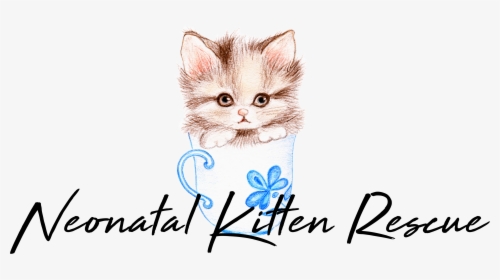 Kitten, HD Png Download, Free Download