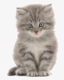 Cute Kitten Png - Kitten With White Background, Transparent Png, Free Download