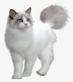 Persian Cat Minuet Cat Maine Coon Munchkin Cat Kitten - White Cat Png Transparent, Png Download, Free Download
