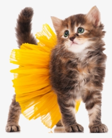 Cat Kitten Dog Halloween Costume - Cat Halloween Costume Png, Transparent Png, Free Download