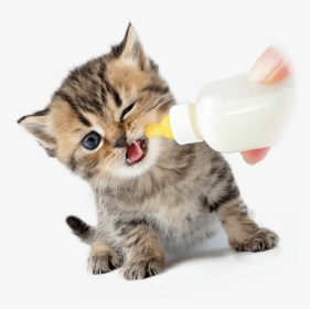 Bottle Fed Kitten 2a - Bottle Milk Kitten, HD Png Download, Free Download