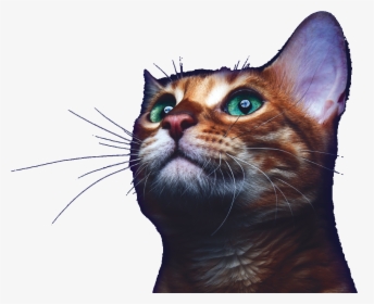 Transparent Kittens Png - High Resolution Cat Photography, Png Download, Free Download