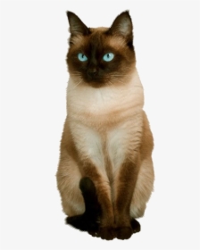 Siamese Cats, Cats And Kittens, Classic Style, Classic - Cats Png For Photoshop, Transparent Png, Free Download