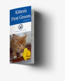 Kittens Png, Transparent Png, Free Download