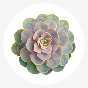 Picture - Top Down View Succulents, HD Png Download, Free Download