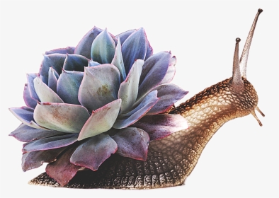 #snail #succulents #succulent #drama #hdr #plant #animal - Snail With Succulents, HD Png Download, Free Download